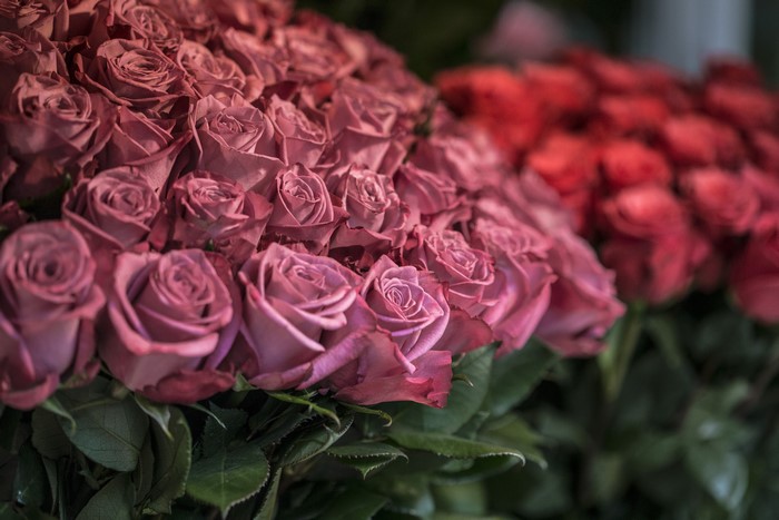 Many Pink Roses