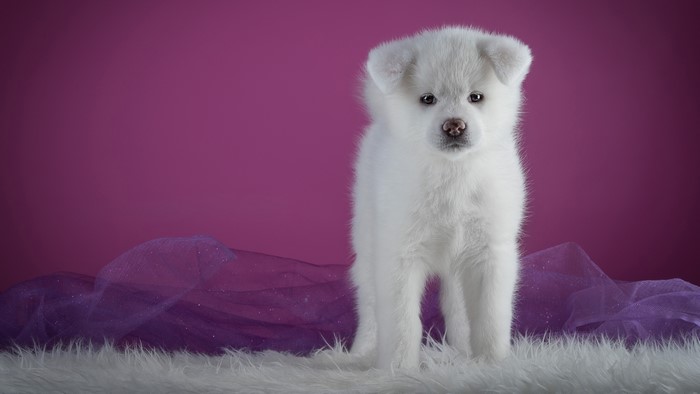 White Akita Puppy on Purple Background