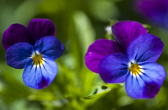 4K Pansies Closeup