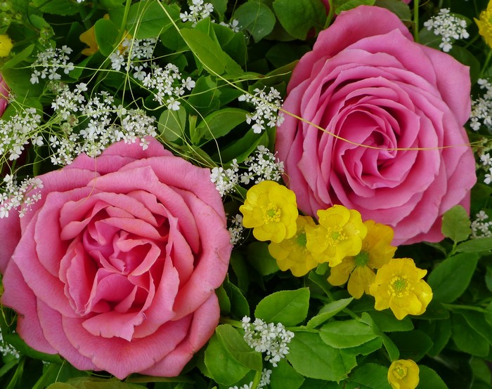Two pink roses with yellow flowers