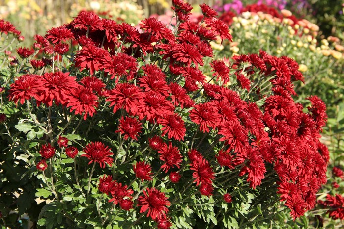 4K Red Chrysanthemums Closeup