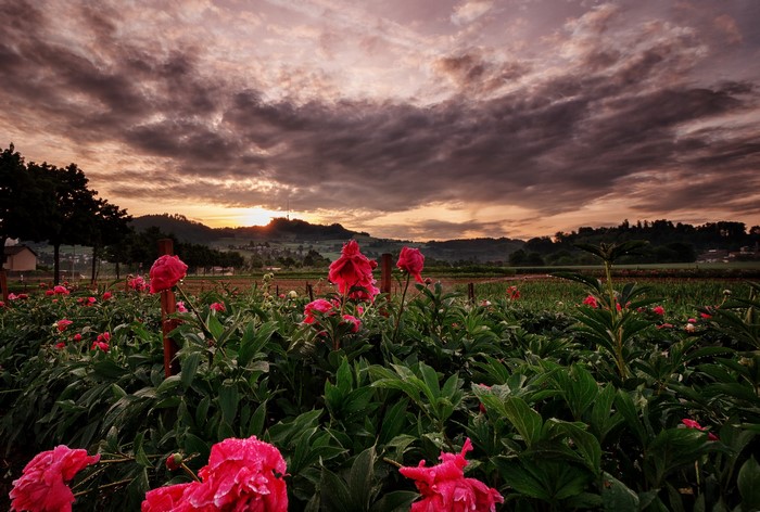 Peony field at sunrise in Unterdorf, Switzerland