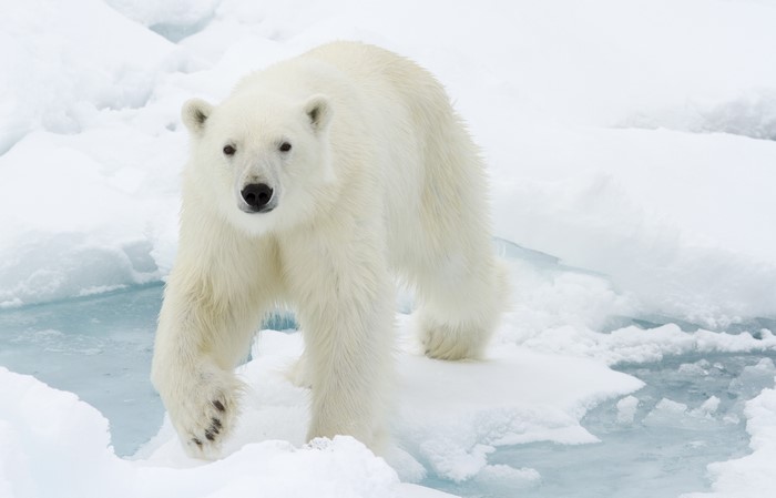 Polar bear on ice floes