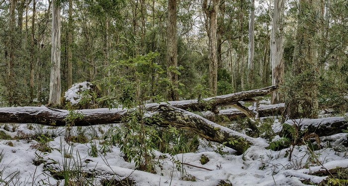Snowy forest in Barrington Tops National Park, Australia