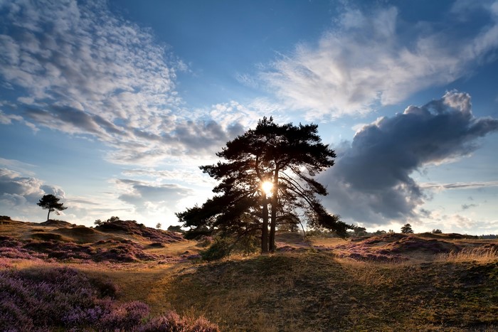 Pine tree silhouetted against the sun in Drenthe, Netherlands