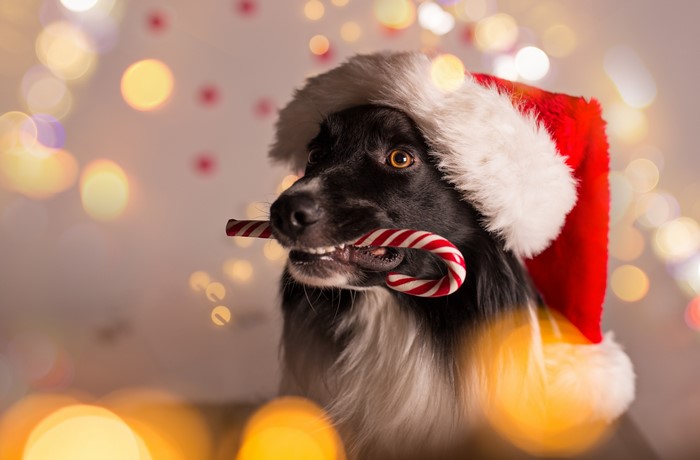 Border Collie wearing Santa hat with candy cane