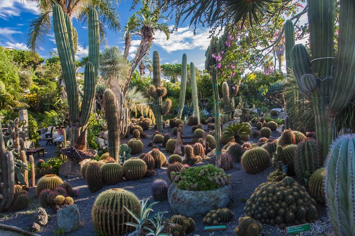 Cactus Garden on Ischia Island, Italy