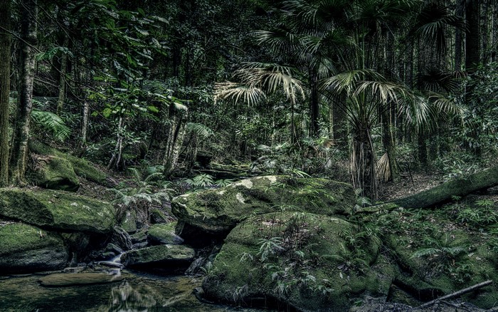 Mossy rocks and palm trees in a forest