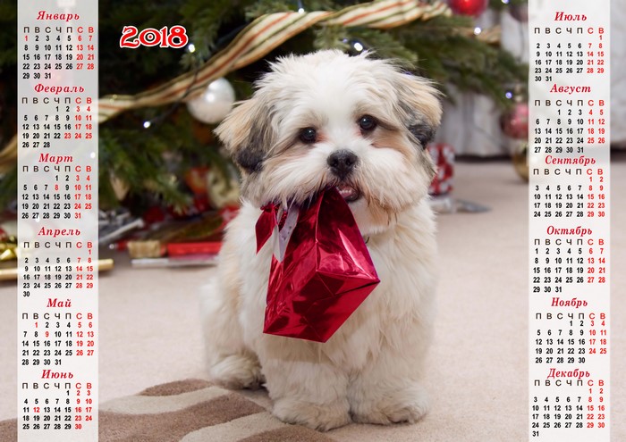2018 Calendar with a Bolognese puppy and a Christmas tree