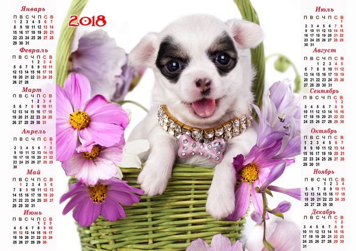 Chihuahua puppy in a basket with flowers and 2018 calendar