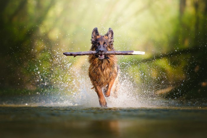 German Shepherd running through water with a stick