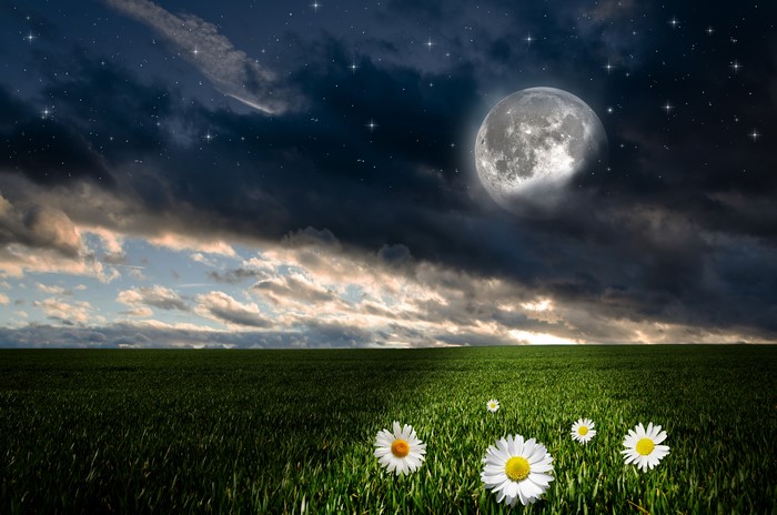 Night sky with moon, stars, clouds over a field with daisies