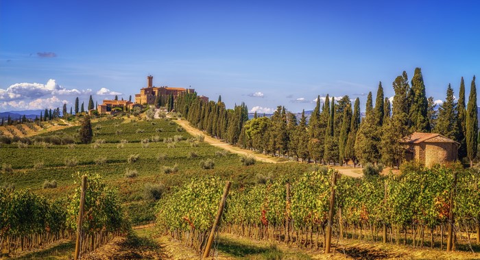 Castello Banfi vineyard in Tuscany, Italy