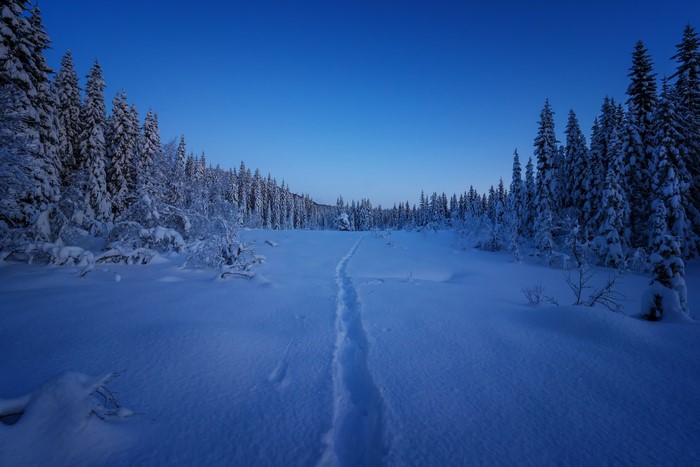 Snowy forest path at dusk