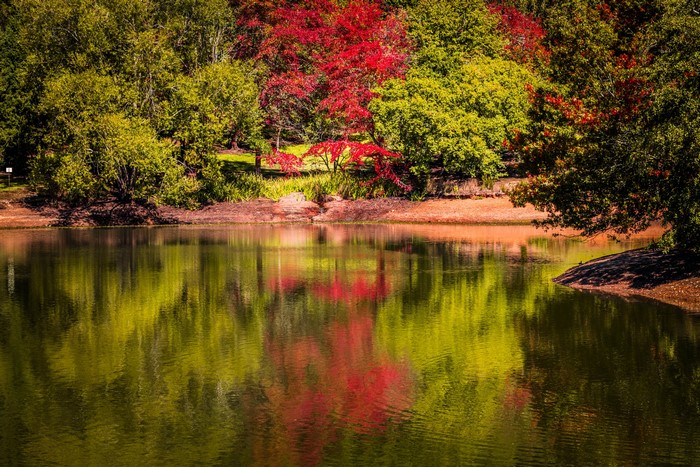 Trees reflecting in a pond at Mount Lofty Botanic Garden