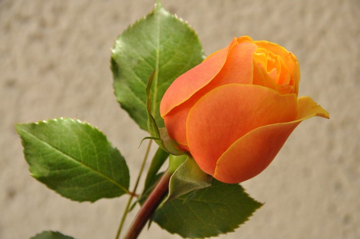 Orange rose with green leaves on a textured background