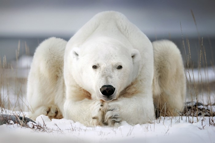 Polar bear lying in the snow