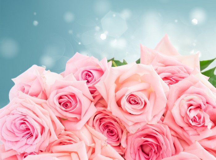 Pink Roses Closeup