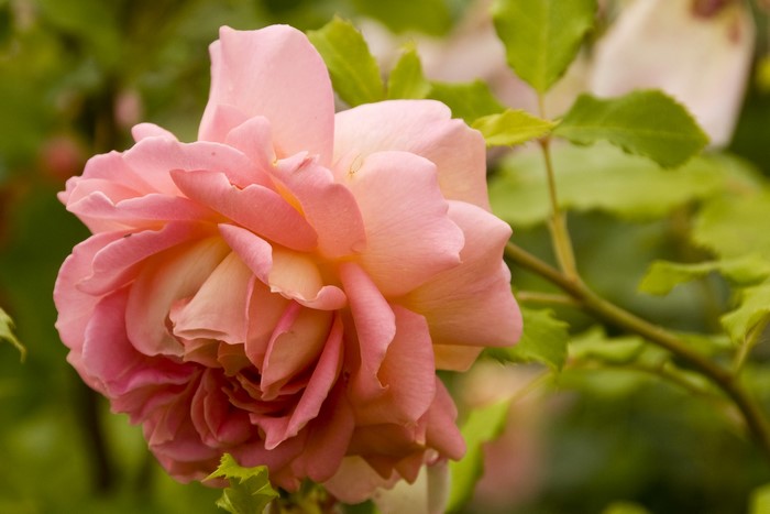Close-up of a pink rose in bloom