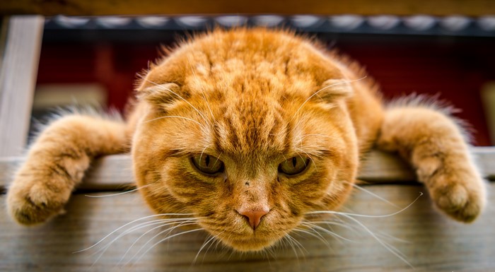 Ginger Scottish Fold Cat Peeking Over Wooden Ledge