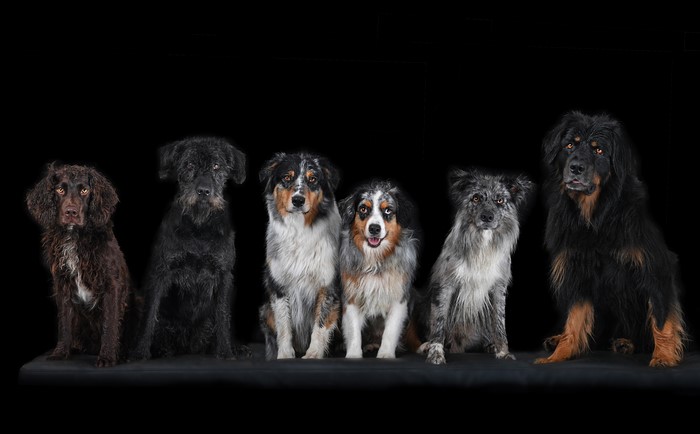 Six dogs sitting on a black background