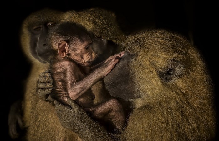 Three baboons with a newborn baby