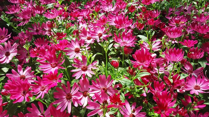 Pink and magenta daisy-like flowers in a garden