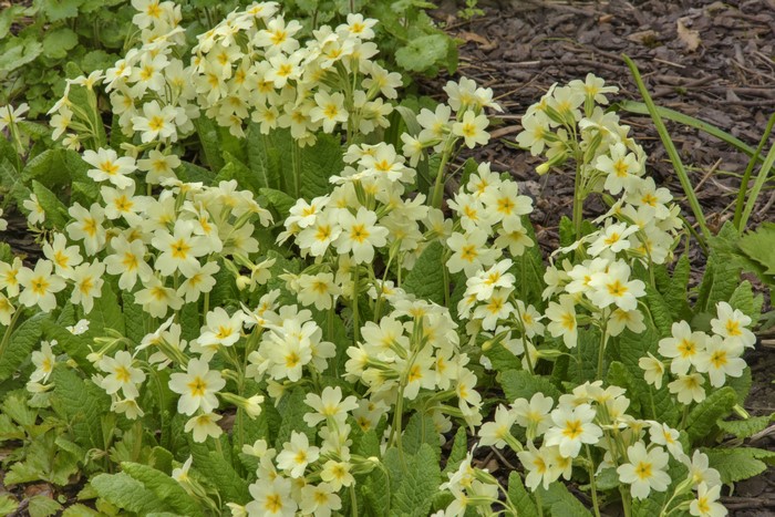 Primula flowers in a garden