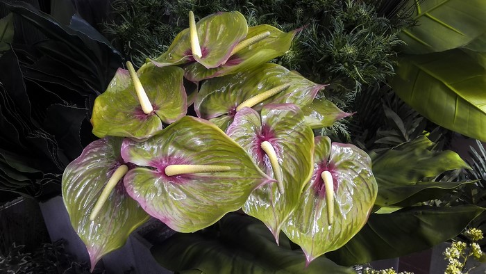 Anthurium flowers with green and pink petals