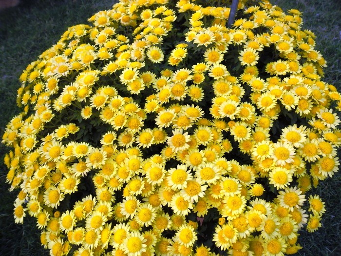 A bush of yellow chrysanthemums