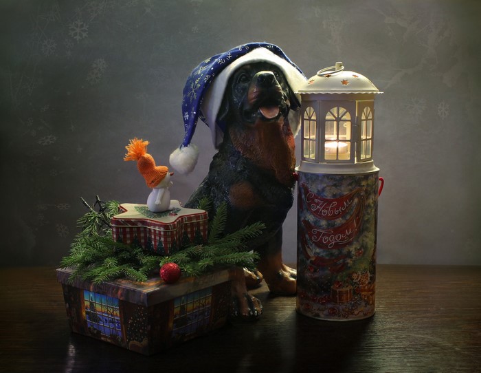 Dog in Santa hat with Christmas lantern and gifts