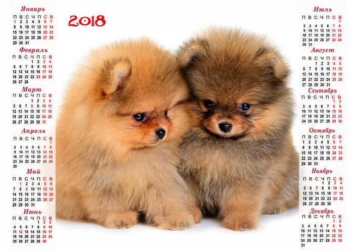 Two Pomeranian Puppies with 2018 Calendar