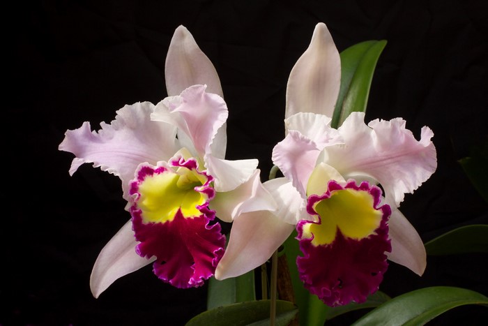 Two Cattleya orchids with pink and yellow petals