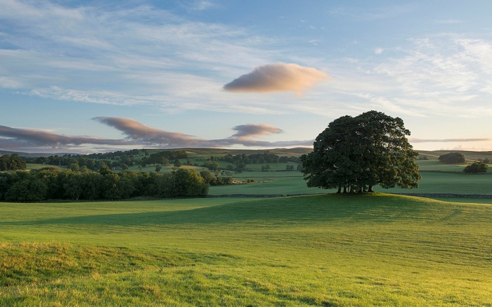 Rolling green hills with a large tree and clouds