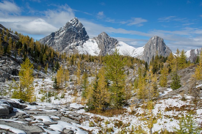 Mountains in Banff National Park, Canada with Snow and Larches