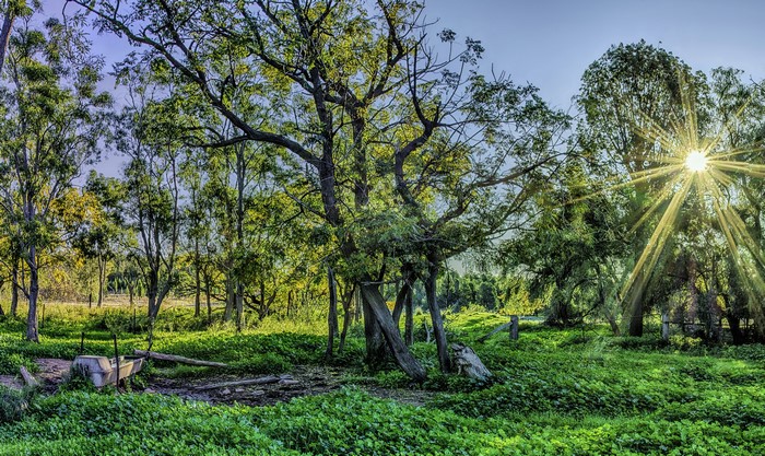 Sun rays shining through trees in a grassy field