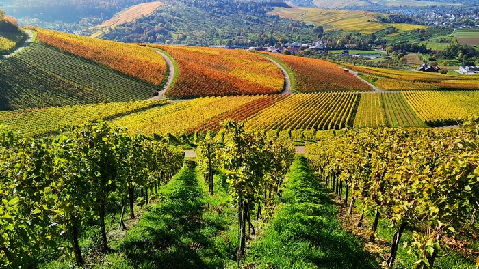 Vineyard in Struempfelbach, Germany during autumn