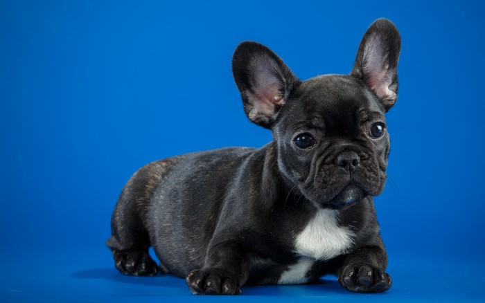 Black French Bulldog puppy on blue background