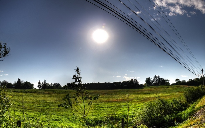 Sunny Field with Power Lines and Trees