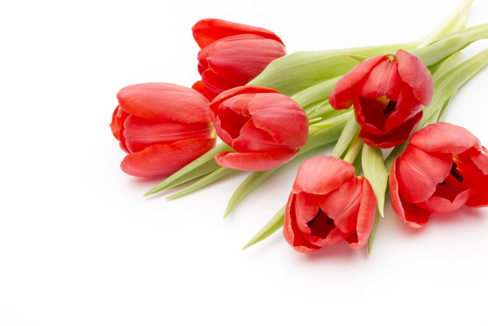 Red Tulips on White Background