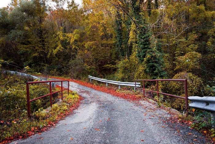 Road through autumn forest with fences