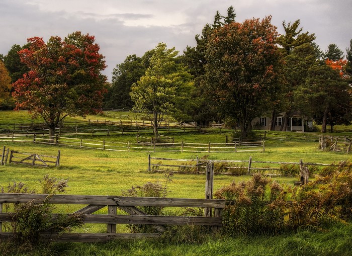 Autumn trees and fences in a grassy field