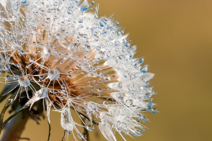 Macro shot of a dandelion with water droplets