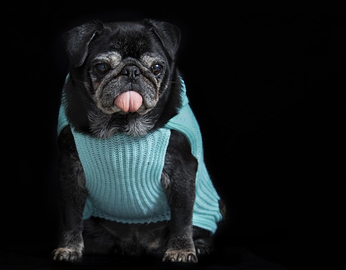 Black Pug Wearing a Blue Sweater