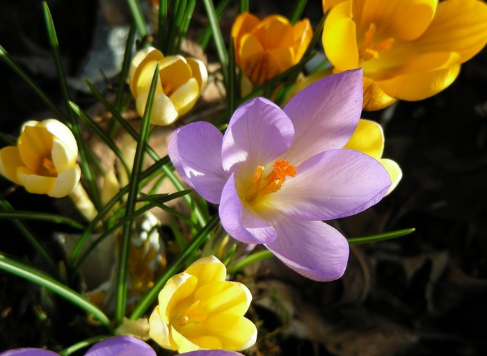 Purple and yellow crocuses in sunlight