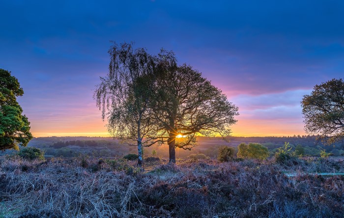 Sunrise over a wooded landscape with trees
