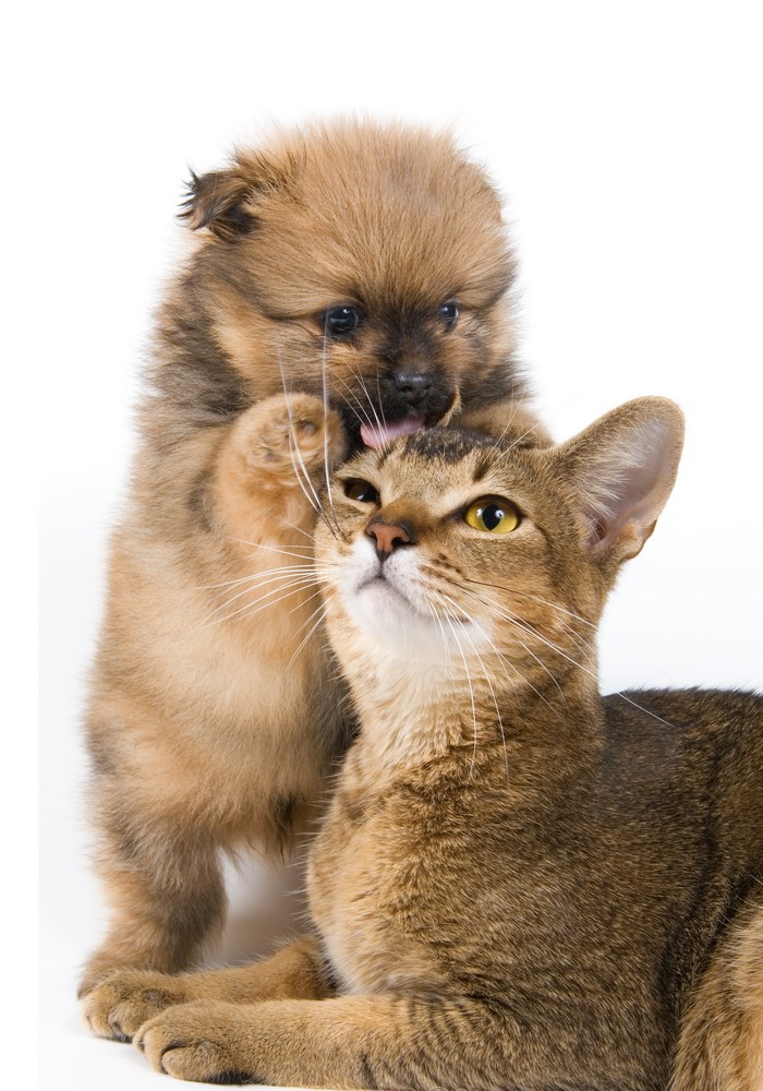 Puppy licking a cat on a white background