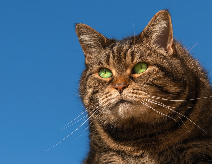 Close-up of a tabby cat with green eyes