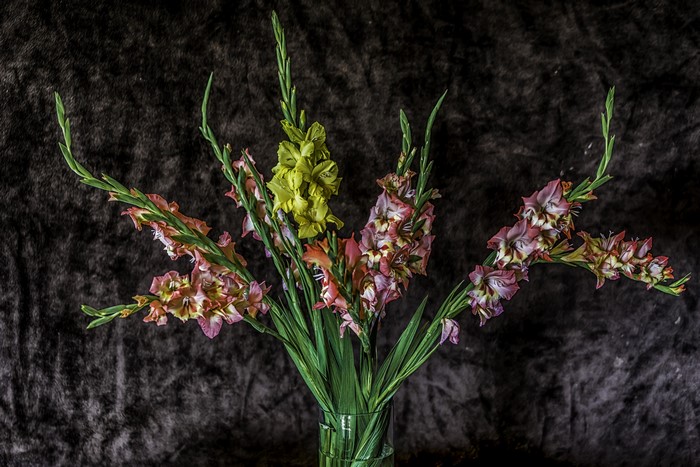 Gladioluses in a vase