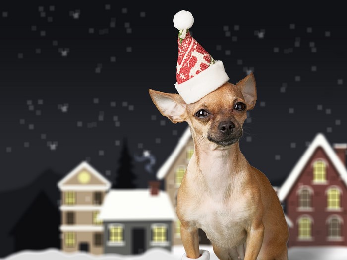 Chihuahua wearing a Christmas hat in a snowy village